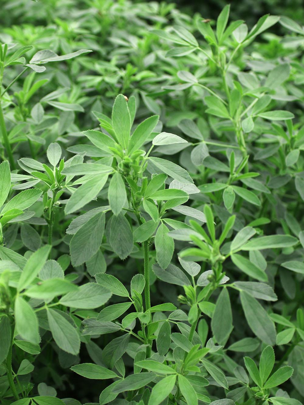 FF Premium Alfalfa